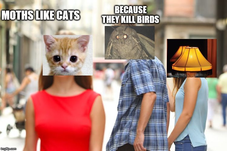 Distracted Boyfriend | MOTHS LIKE CATS; BECAUSE THEY KILL BIRDS | image tagged in memes,distracted boyfriend,cats | made w/ Imgflip meme maker