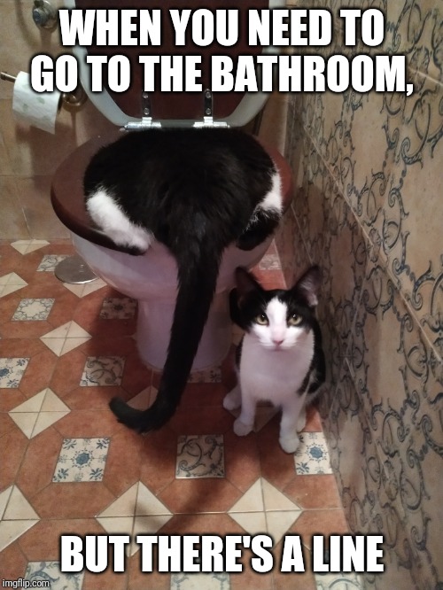 In line | WHEN YOU NEED TO GO TO THE BATHROOM, BUT THERE'S A LINE | image tagged in cats,bathroom,toilet,cat | made w/ Imgflip meme maker