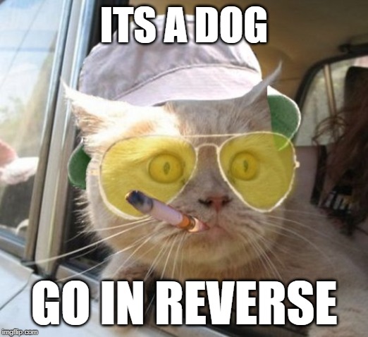 Fear And Loathing Cat | ITS A DOG; GO IN REVERSE | image tagged in memes,fear and loathing cat | made w/ Imgflip meme maker