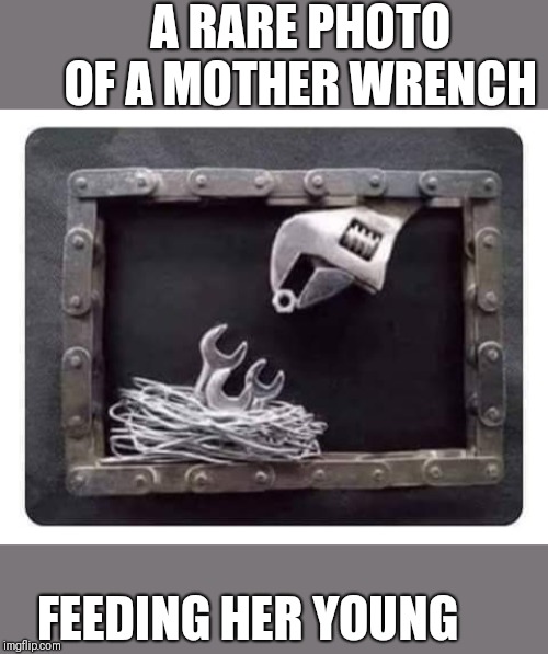 It's nuts! | A RARE PHOTO OF A MOTHER WRENCH; FEEDING HER YOUNG | image tagged in funny nuts,funny wrench | made w/ Imgflip meme maker