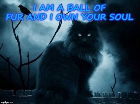 Master Species | image tagged in cats,cat master | made w/ Imgflip meme maker