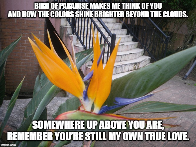 Bird of Paradise | BIRD OF PARADISE MAKES ME THINK OF YOU AND HOW THE COLORS SHINE BRIGHTER BEYOND THE CLOUDS. SOMEWHERE UP ABOVE YOU ARE, REMEMBER YOU’RE STILL MY OWN TRUE LOVE. | image tagged in birdofparadise,clouds,colors,love,truelove | made w/ Imgflip meme maker