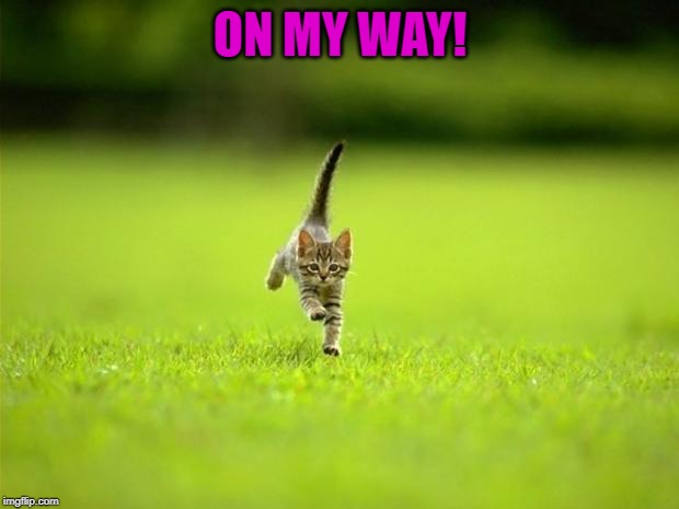 Running Cat | ON MY WAY! | image tagged in running cat | made w/ Imgflip meme maker