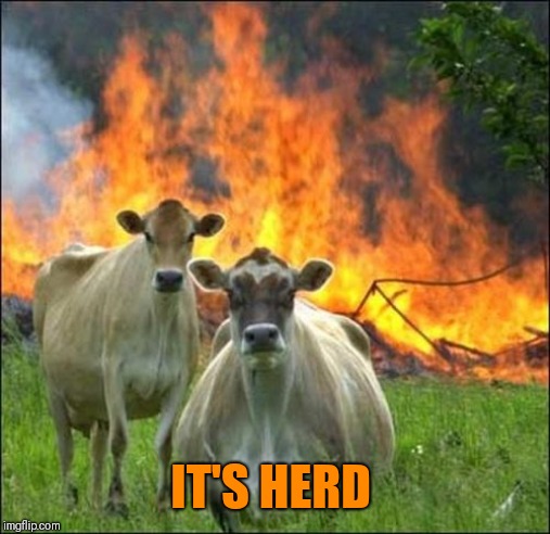 Evil Cows Meme | IT'S HERD | image tagged in memes,evil cows | made w/ Imgflip meme maker