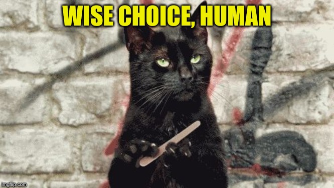 cat filing nails | WISE CHOICE, HUMAN | image tagged in cat filing nails | made w/ Imgflip meme maker