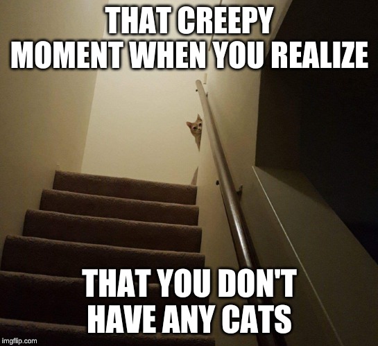 creepy cat | THAT CREEPY MOMENT WHEN YOU REALIZE THAT YOU DON'T HAVE ANY CATS | image tagged in creepy cat | made w/ Imgflip meme maker