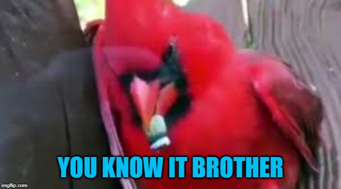 YOU KNOW IT BROTHER | made w/ Imgflip meme maker