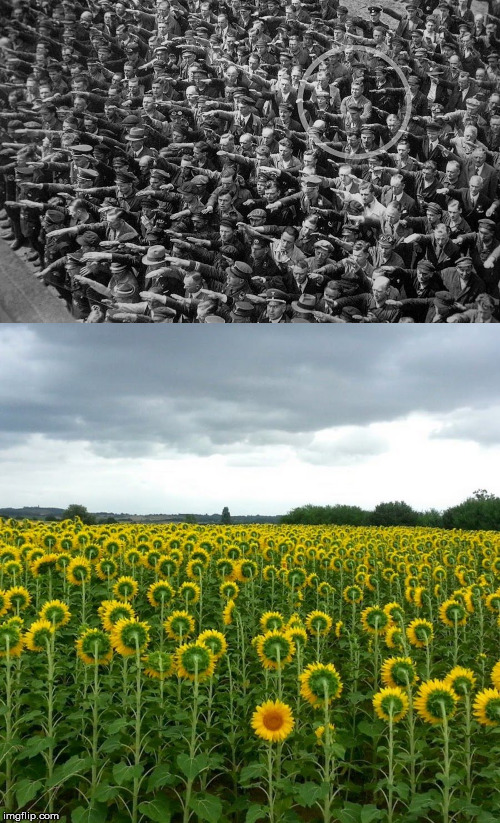Heil No! | image tagged in nazi,rally,heil hitler,sunflower,independent | made w/ Imgflip meme maker