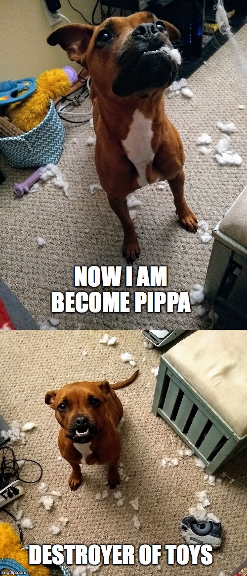 NOW I AM BECOME PIPPA; DESTROYER OF TOYS | image tagged in cute dog | made w/ Imgflip meme maker