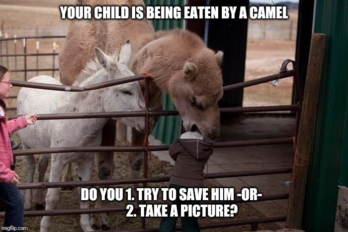 Priorities | YOUR CHILD IS BEING EATEN BY A CAMEL; DO YOU 1. TRY TO SAVE HIM -OR-  
      2. TAKE A PICTURE? | image tagged in memes,animals,funny memes | made w/ Imgflip meme maker