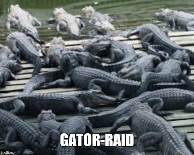 GATOR-RAID | image tagged in gators | made w/ Imgflip meme maker