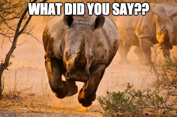 Rhino  | WHAT DID YOU SAY?? | image tagged in rhino | made w/ Imgflip meme maker