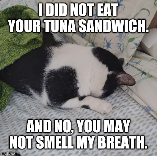 Cat face-plant | I DID NOT EAT YOUR TUNA SANDWICH. AND NO, YOU MAY NOT SMELL MY BREATH. | image tagged in cat face-plant | made w/ Imgflip meme maker