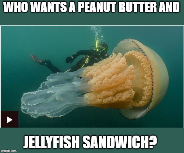 Now that's a Jelly | WHO WANTS A PEANUT BUTTER AND; JELLYFISH SANDWICH? | image tagged in memes,animals,fun,fish,jellyfish,make me a sandwich | made w/ Imgflip meme maker