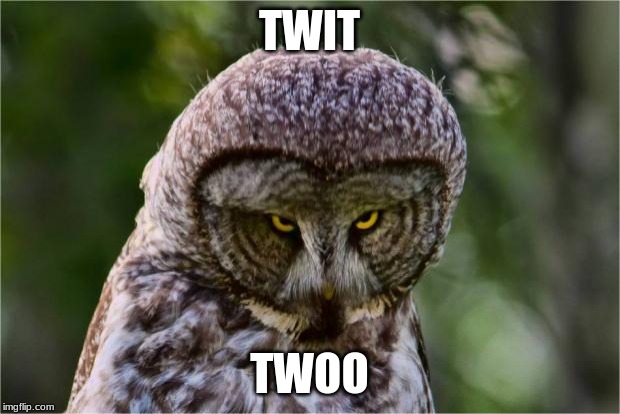 Seriously Owl | TWIT; TWOO | image tagged in seriously owl | made w/ Imgflip meme maker