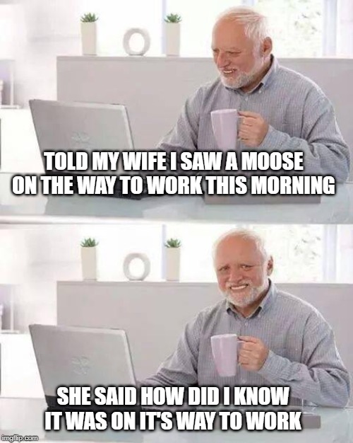 hold that thought | TOLD MY WIFE I SAW A MOOSE ON THE WAY TO WORK THIS MORNING; SHE SAID HOW DID I KNOW IT WAS ON IT'S WAY TO WORK | image tagged in memes,hide the pain harold,moose,going to work | made w/ Imgflip meme maker