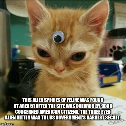 Martian Cat | THIS ALIEN SPECIES OF FELINE WAS FOUND AT AREA 51 AFTER THE SITE WAS OVERRUN BY 900K CONCERNED AMERICAN CITIZENS. THE THREE EYED ALIEN KITTEN WAS THE US GOVERNMENT'S DARKEST SECRET. | image tagged in cats,kitty,aliens | made w/ Imgflip meme maker