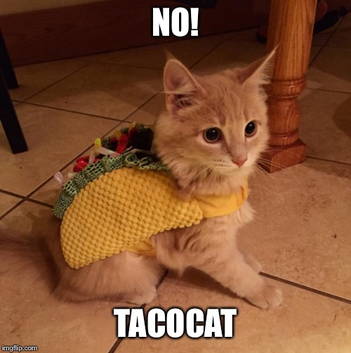 tacocat | NO! TACOCAT | image tagged in tacocat | made w/ Imgflip meme maker