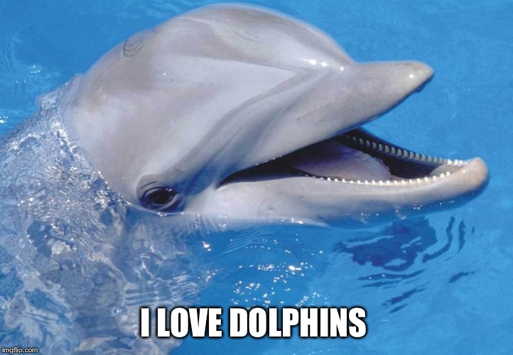 Flipper | I LOVE DOLPHINS | image tagged in flipper | made w/ Imgflip meme maker