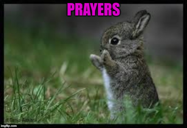 cute bunny | PRAYERS | image tagged in cute bunny | made w/ Imgflip meme maker