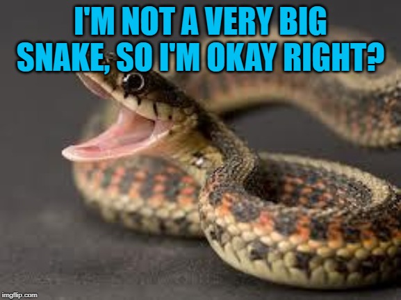 Warning Snake | I'M NOT A VERY BIG SNAKE, SO I'M OKAY RIGHT? | image tagged in warning snake | made w/ Imgflip meme maker