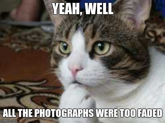 Ponder cat | YEAH, WELL ALL THE PHOTOGRAPHS WERE TOO FADED | image tagged in ponder cat | made w/ Imgflip meme maker