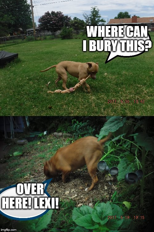 doggo adventures #2 | WHERE CAN I BURY THIS? OVER HERE! LEXI! | image tagged in dogs | made w/ Imgflip meme maker