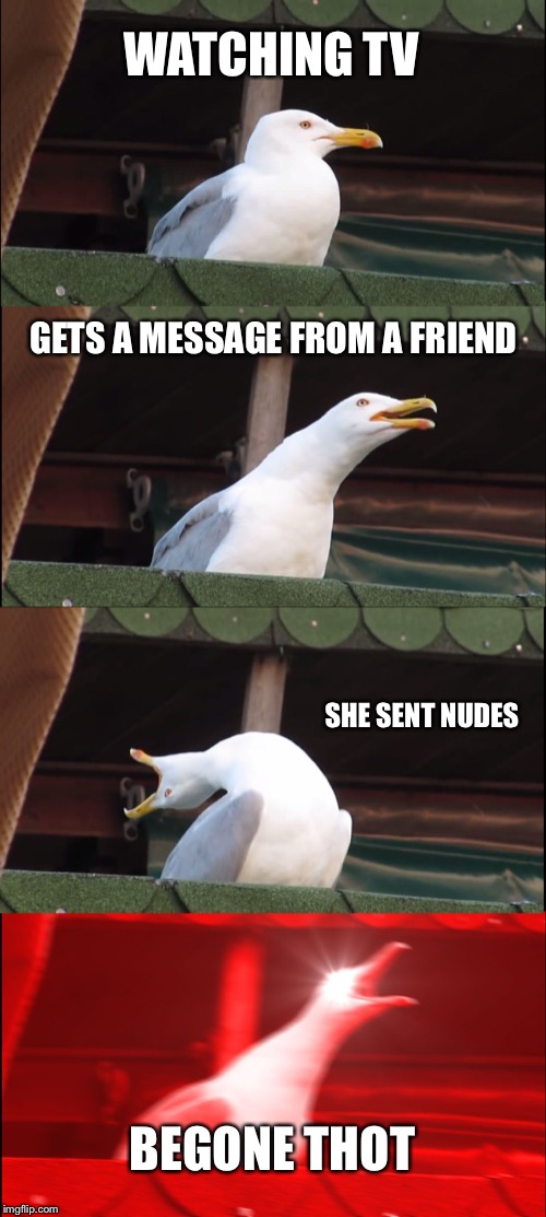 Inhaling Seagull | WATCHING TV; GETS A MESSAGE FROM A FRIEND; SHE SENT NUDES; BEGONE THOT | image tagged in memes,inhaling seagull | made w/ Imgflip meme maker