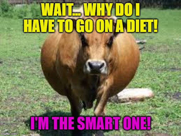 fat cow | WAIT... WHY DO I HAVE TO GO ON A DIET! I'M THE SMART ONE! | image tagged in fat cow | made w/ Imgflip meme maker