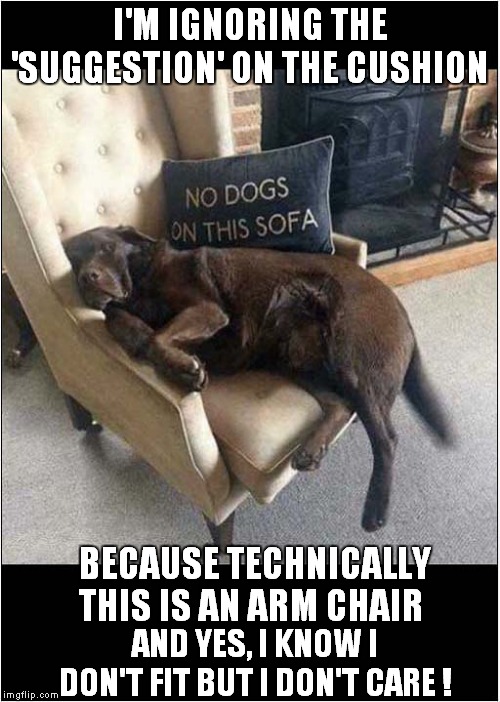 I Will Fit In This Chair | I'M IGNORING THE 'SUGGESTION' ON THE CUSHION; BECAUSE TECHNICALLY THIS IS AN ARM CHAIR; AND YES, I KNOW I DON'T FIT BUT I DON'T CARE ! | image tagged in fun,dogs | made w/ Imgflip meme maker