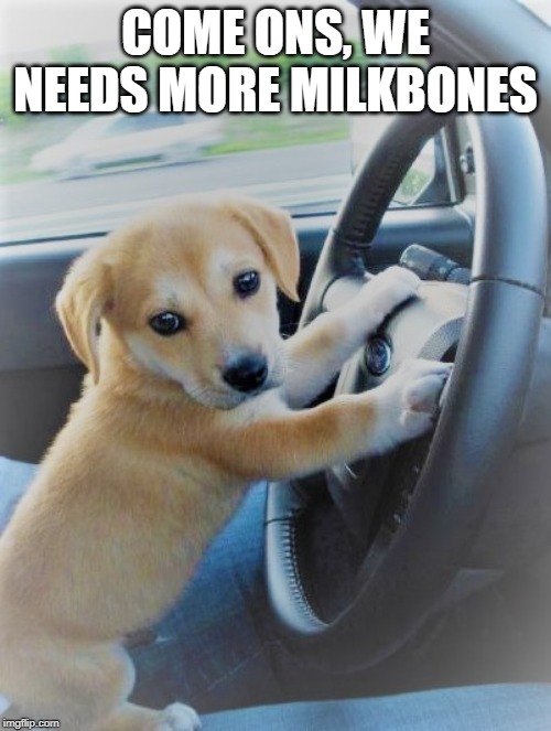 Puppy Needs His Fix | COME ONS, WE NEEDS MORE MILKBONES | image tagged in cute puppy | made w/ Imgflip meme maker