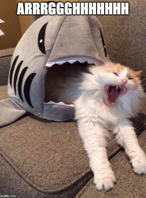 Ironically, his name is Sharkbait | ARRRGGGHHHHHHH | image tagged in scared cat,shark | made w/ Imgflip meme maker