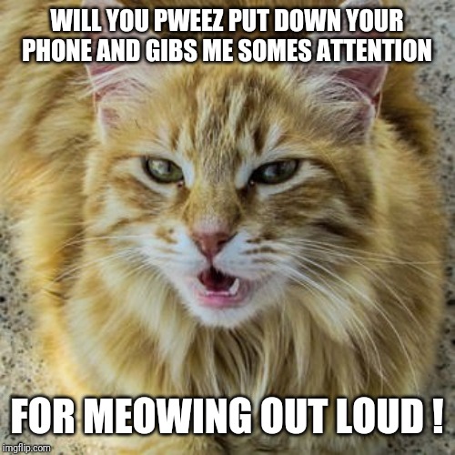 Cats | WILL YOU PWEEZ PUT DOWN YOUR PHONE AND GIBS ME SOMES ATTENTION; FOR MEOWING OUT LOUD ! | image tagged in cat | made w/ Imgflip meme maker