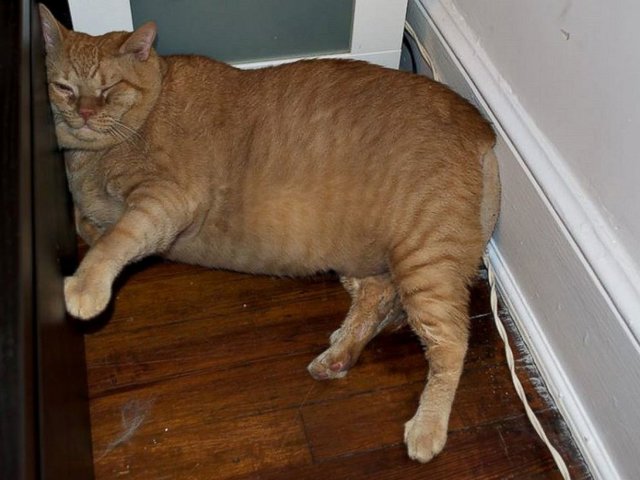High Quality Fat cat Blank Meme Template