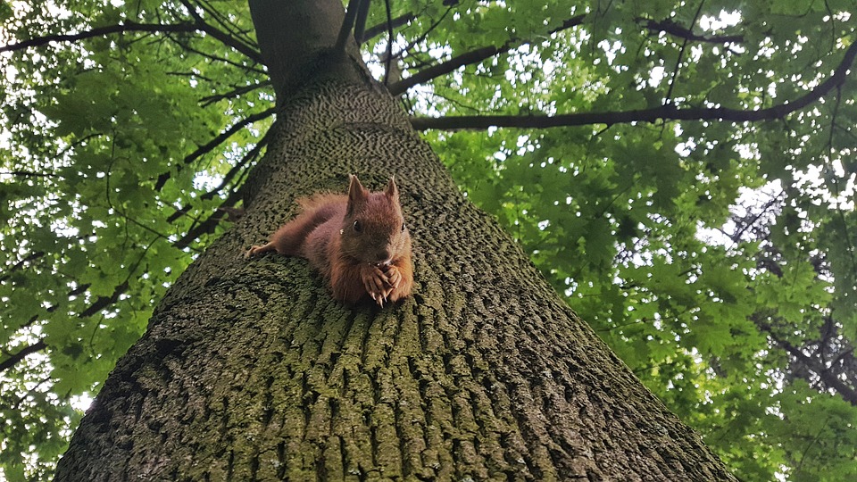 Squirrel up tree Blank Meme Template