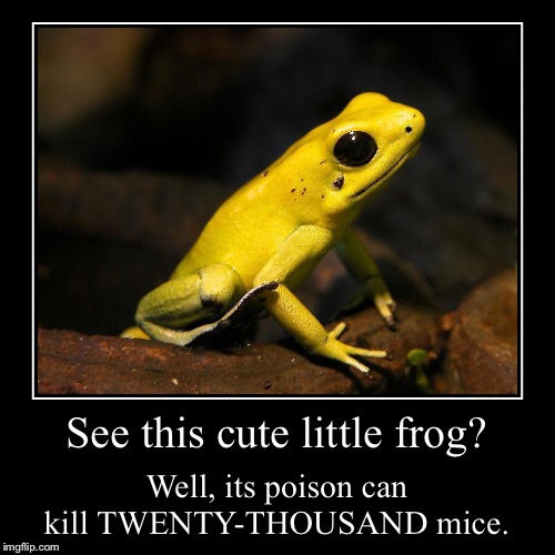 See this cute little frog? - Imgflip