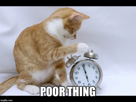Cat Setting Alarm Clock | POOR THING | image tagged in cat setting alarm clock | made w/ Imgflip meme maker
