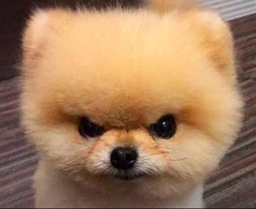 cute angry dog Blank Meme Template