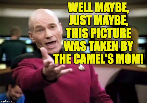 Picard Wtf Meme | WELL MAYBE, JUST MAYBE, THIS PICTURE WAS TAKEN BY THE CAMEL'S MOM! | image tagged in memes,picard wtf | made w/ Imgflip meme maker