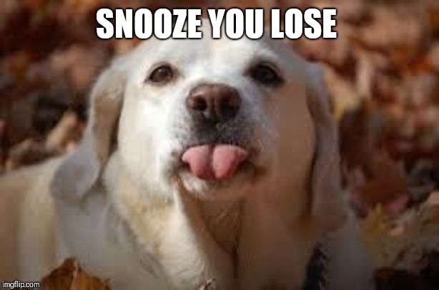 Dog Sticking Tongue Out | SNOOZE YOU LOSE | image tagged in dog sticking tongue out | made w/ Imgflip meme maker