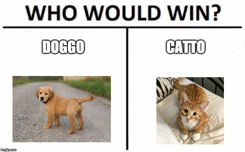 Who Would Win? Meme | DOGGO; CATTO | image tagged in memes,who would win | made w/ Imgflip meme maker