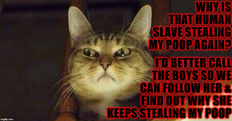 SUSPICIOUS CAT | WHY IS THAT HUMAN SLAVE STEALING MY POOP AGAIN? I'D BETTER CALL THE BOYS SO WE CAN FOLLOW HER & FIND OUT WHY SHE KEEPS STEALING MY POOP | image tagged in suspicious cat | made w/ Imgflip meme maker