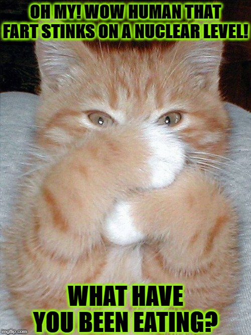 THAT FART | OH MY! WOW HUMAN THAT FART STINKS ON A NUCLEAR LEVEL! WHAT HAVE YOU BEEN EATING? | image tagged in that fart | made w/ Imgflip meme maker