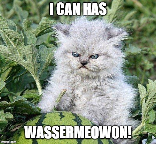 I CAN HAS; WASSERMEOWON! | image tagged in angry kitten,kitten,funny meow | made w/ Imgflip meme maker