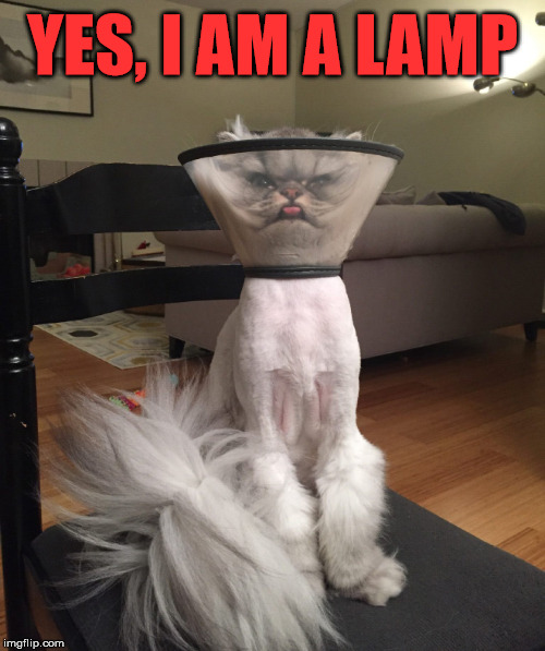 Needs to be plugged in | YES, I AM A LAMP | image tagged in cats | made w/ Imgflip meme maker