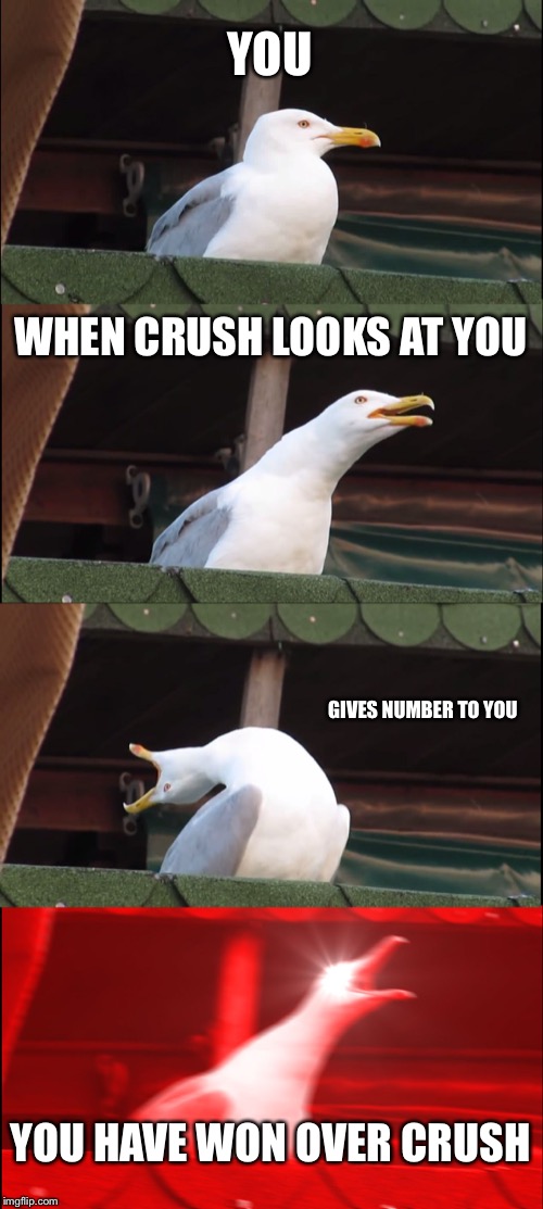 Inhaling Seagull | YOU; WHEN CRUSH LOOKS AT YOU; GIVES NUMBER TO YOU; YOU HAVE WON OVER CRUSH | image tagged in memes,inhaling seagull | made w/ Imgflip meme maker