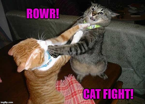 Two cats fighting for real | ROWR! CAT FIGHT! | image tagged in two cats fighting for real | made w/ Imgflip meme maker