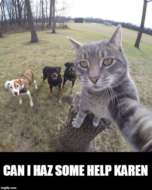 helpz | CAN I HAZ SOME HELP KAREN | image tagged in cats | made w/ Imgflip meme maker