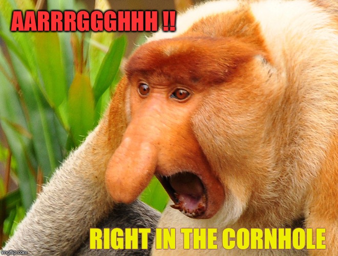 Janusz monkey screaming | AARRRGGGHHH !! RIGHT IN THE CORNHOLE | image tagged in janusz monkey screaming | made w/ Imgflip meme maker