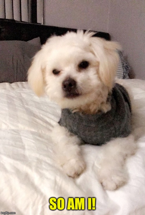 Puff The Magic Morkie | SO AM I! | image tagged in puff the magic morkie | made w/ Imgflip meme maker
